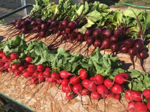 beets and radishes