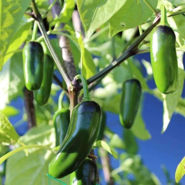 jalapeno pepper plant