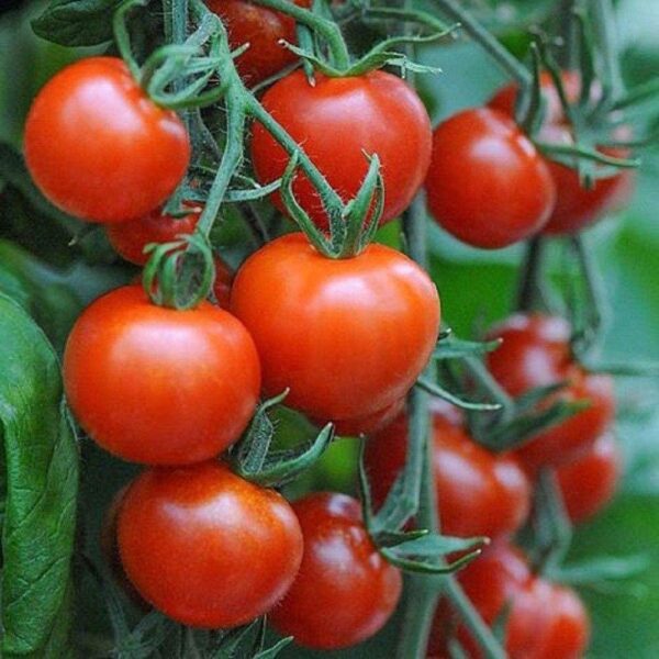 mountain magic tomato plant