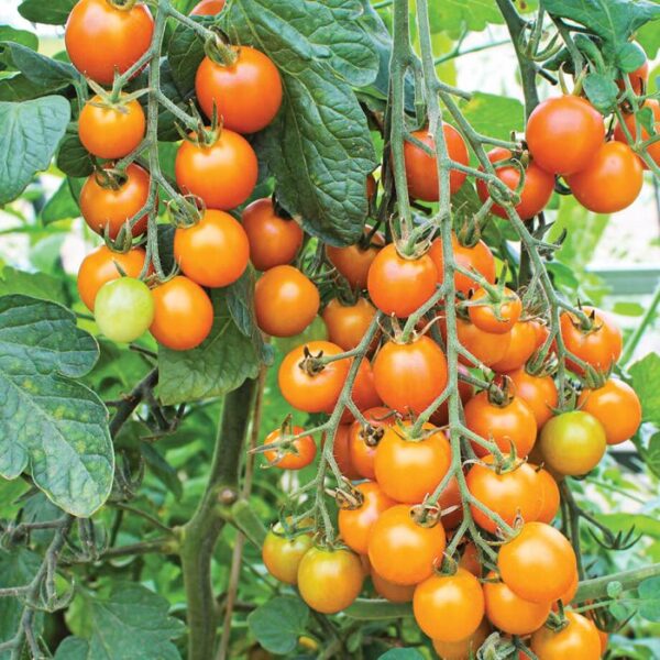 sun gold tomato plant