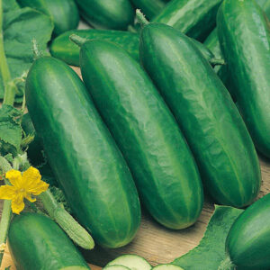 cucumber