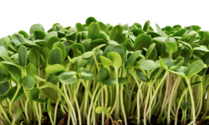 microgreens