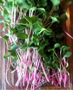 radish micro greens