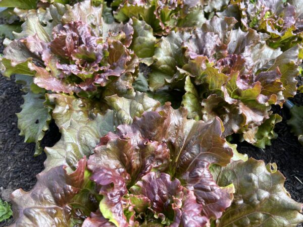 red speckled romaine